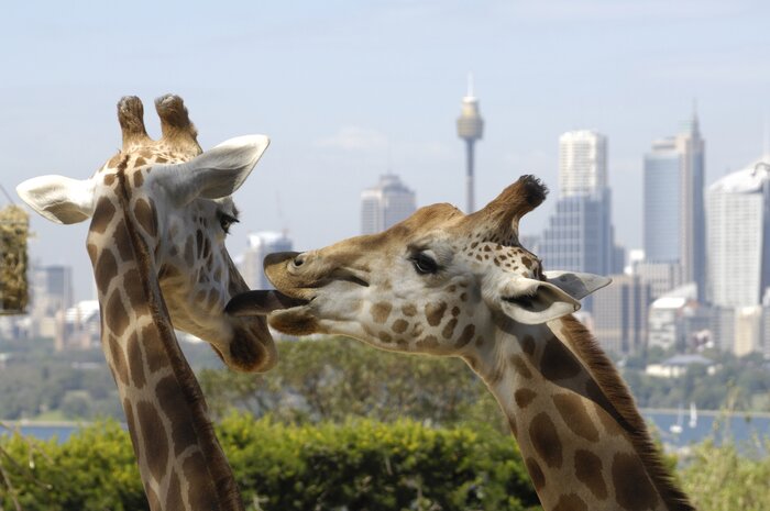 Taronga Zoo