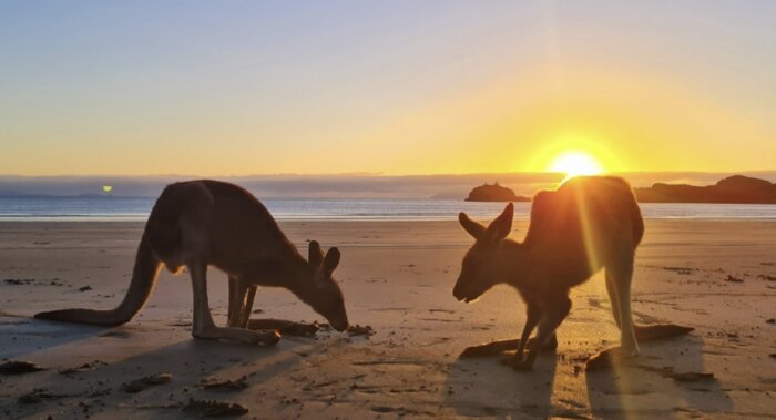 Beach Sunrise with Kangaroos & Wallabies