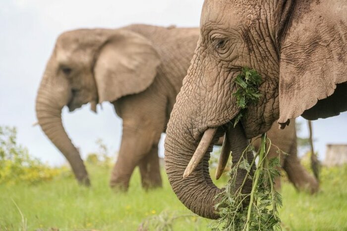 Knysna Elephant Park