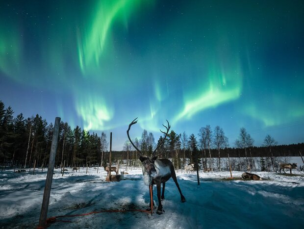 Chasing Aurora with Reindeer