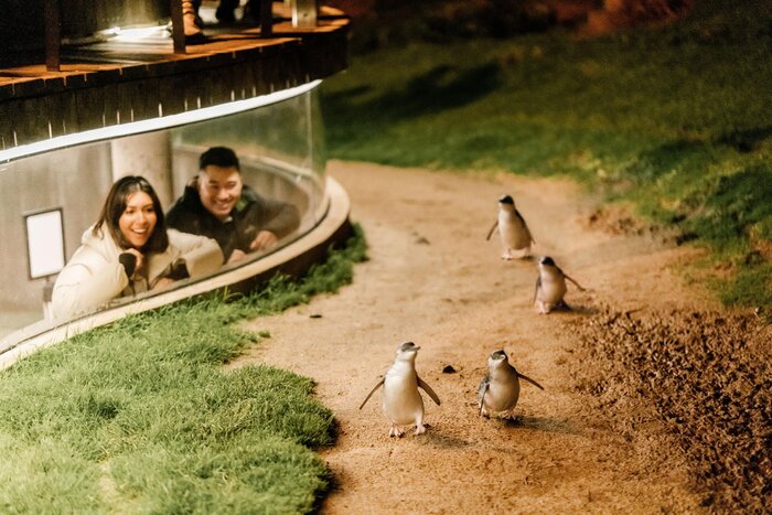 Phillip Island Wildlife Day Trip & Penguin Parade