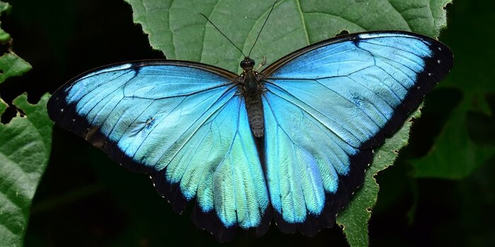 Butterflies & Coffee: Quindío Botanical Garden & El Paraíso Coffee Farm
