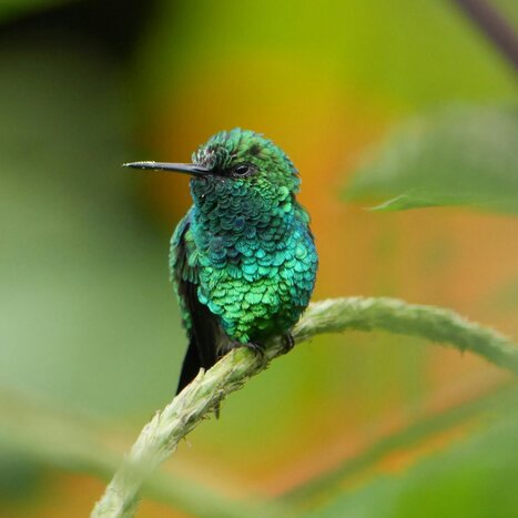 Discover Mindo: Full-Day Tour Bus with Hummingbird Reserve, Waterfalls & Chocolate Tasting
