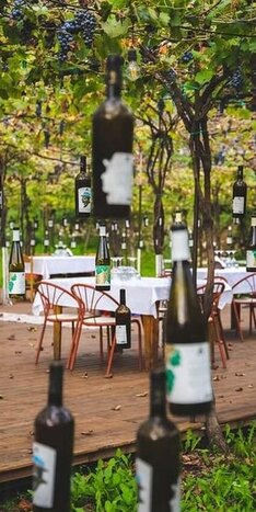 Wine tasting in Alpeta Winery