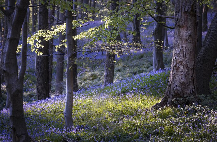 Evening light in a bluebell wood near Port Talbot in South Wales