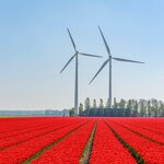 Tulips and windmills in the Netherlands