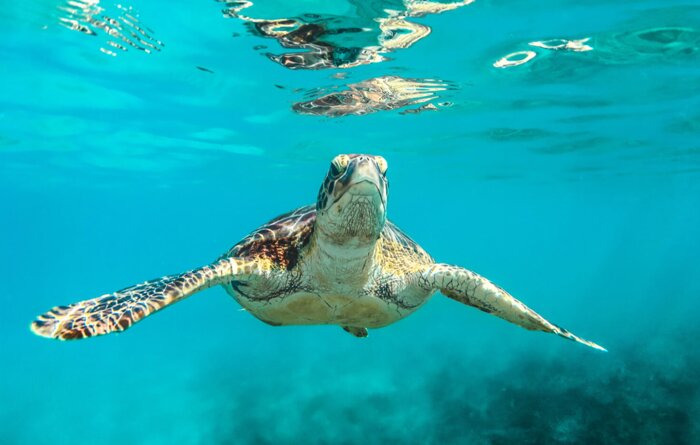 Snorkeling and Sightseeing with Turtles in Akumal