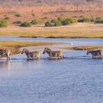 Zebras on the savanna
