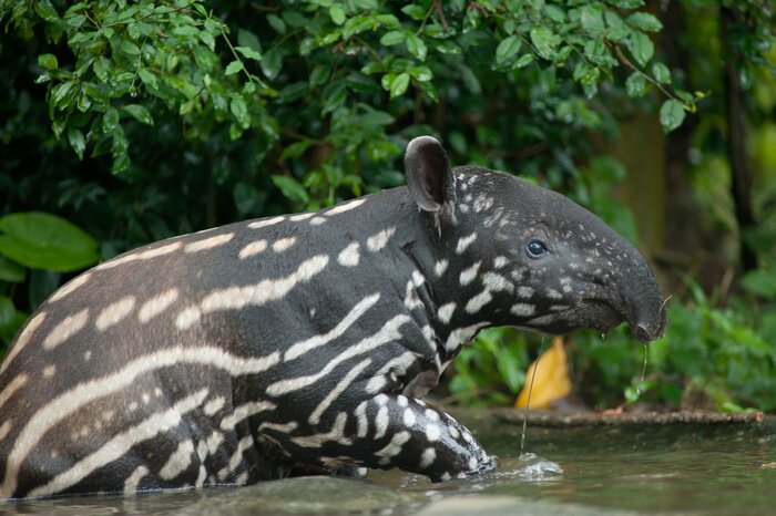 Tapirs are among the wildlife you'll see in South Pantanal