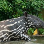 Tapirs are among the wildlife you'll see in South Pantanal