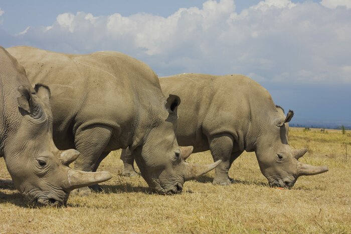 Meet The Northern White Rhinos