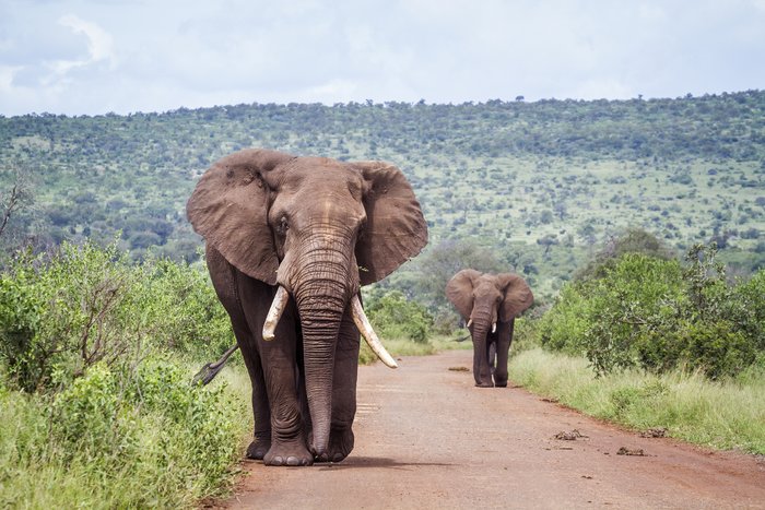 African bush elephants at Kruger National Park, South Africa