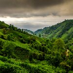Camlihemsin's tea plantations under a dramatic sky
