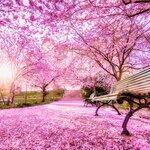 Cherry blossoms brighten Gothenburg's Seminary Park in April