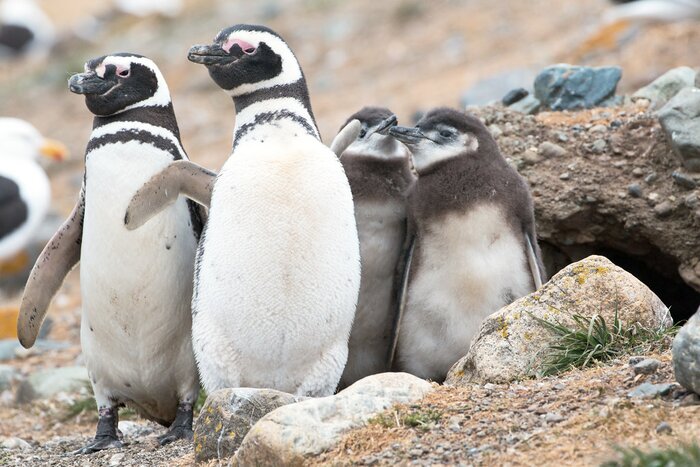 Magdalena Island - Penguin Encounter Half Day Tour