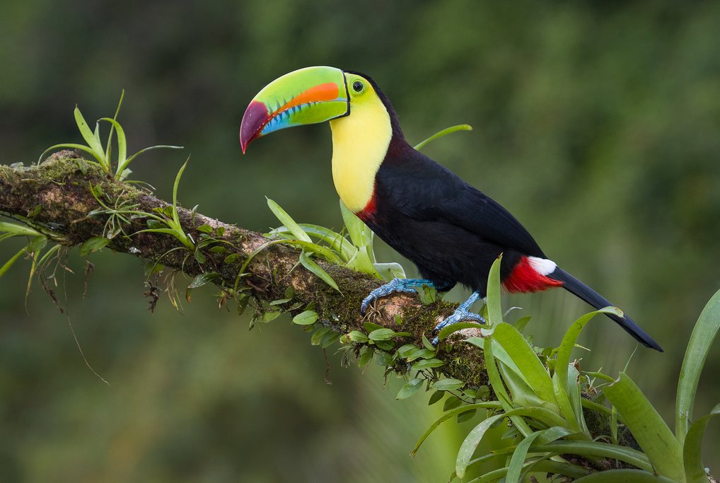 Keel-billd toucan, a denizen of the forests around Minca