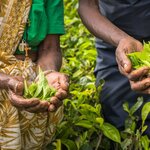 See how tea is picked in the highlands of Sri Lanka