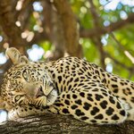 A leopard relaxes in a tree in Serengeti National Park