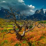 Look for the iconic windswept trees while hiking in Tierra del Fuego National Park