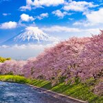Blossoming sakura (cherry) trees and iconic Mount Fuji