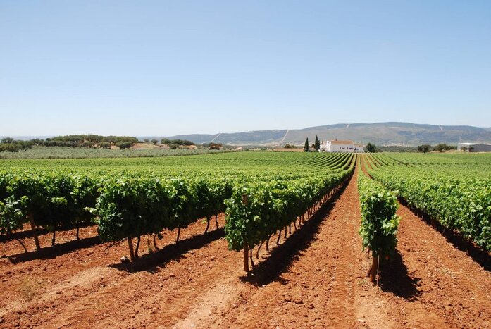 Private Alentejo Farm and Winery Experience