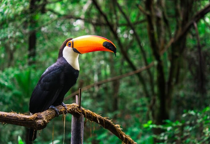 See wildlife, including brightly colored toucans, on a tour of the Río Iguazu and Iryapú Forest on a waterfalls, cities, and beaches itinerary