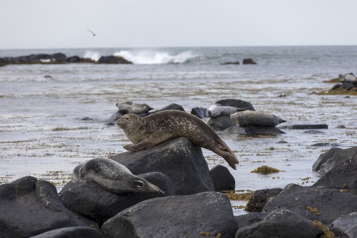 Ytri Tunga Seal Beach