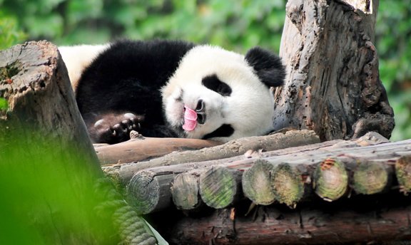Panda Encounter in Chengdu
