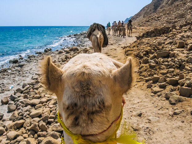 Ride a camel along the coast of Dahab famous for its sunsets and Blue Hole