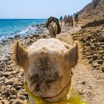 Ride a camel along the coast of Dahab famous for its sunsets and Blue Hole