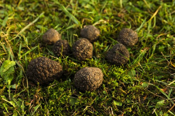 Truffle hunting in Val d'Orcia