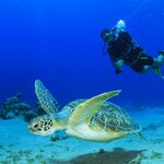 Dive alongside turtles and tropical fish on an eight-day cruising adventure in the Galápagos