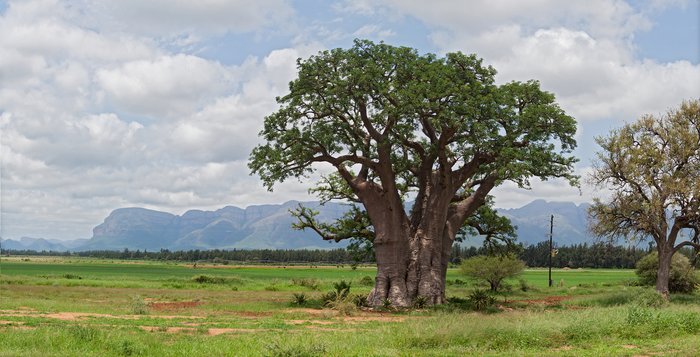Baobab tree in Hoedspruit, South Africa