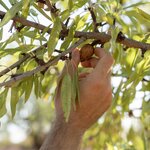 Forage for ingredients like fresh almonds in the fields surrounding Umm Qais