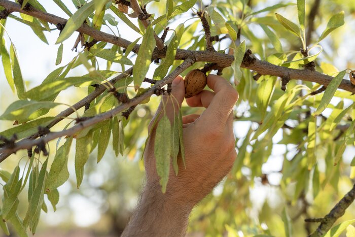 Forage for ingredients like fresh almonds in the fields surrounding Umm Qais