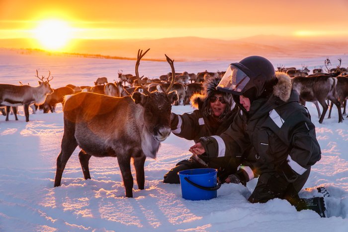 Traditional Reindeer Ride