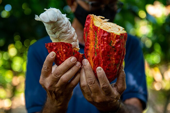 FD Flavors of the Recôncavo with lunch🥣