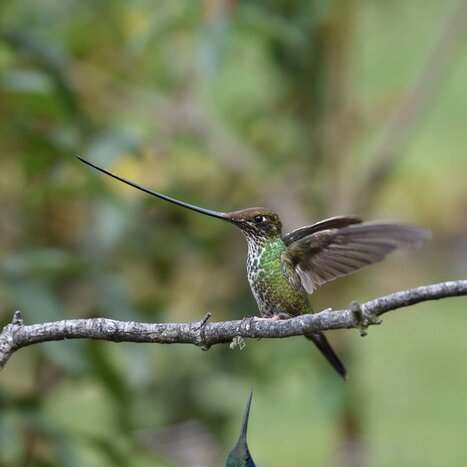 Sacred Valley’s Hummingbirds 