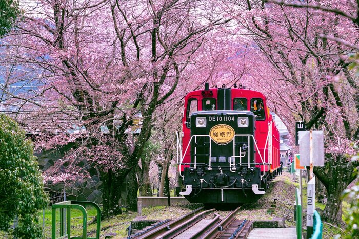 Arashiyama Bamboo Grove, Sagano Scenic Railway & Tenryuji Temple