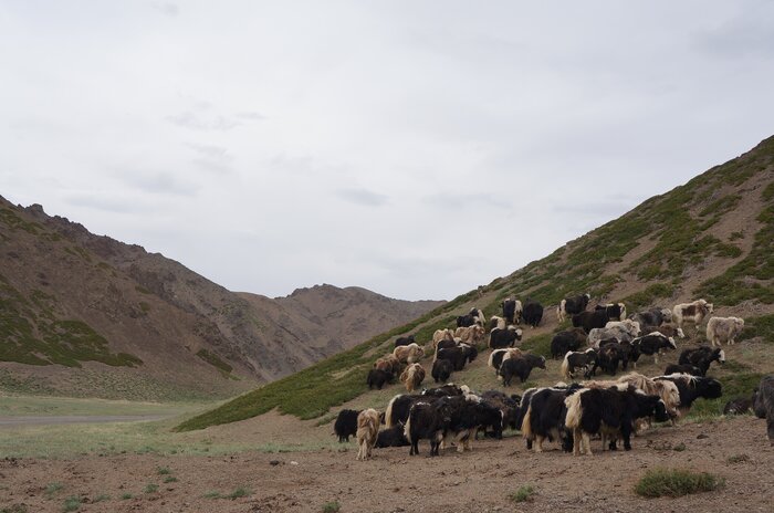 Yol Gorge of Gurvan Saikhan mountain