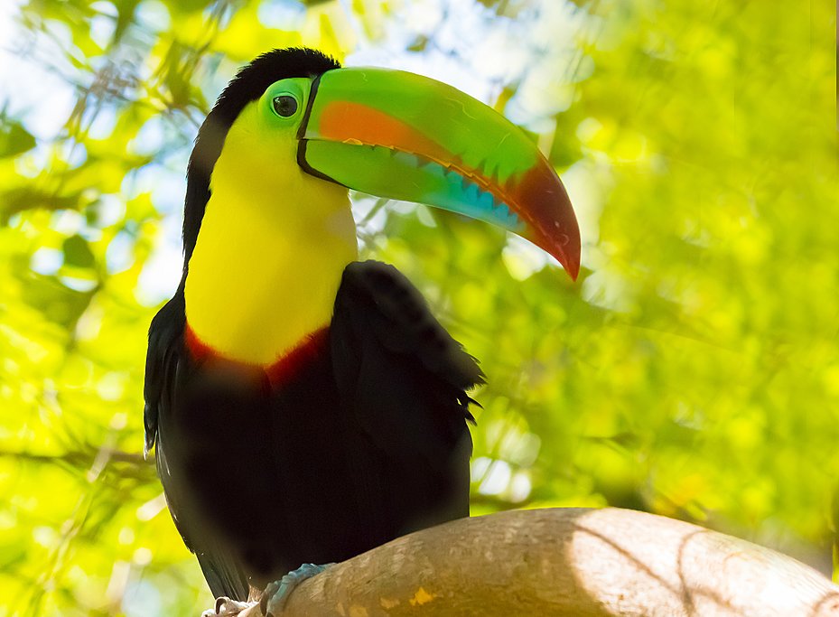 Keel-billed toucan, one of many bird species you can spot around Minca