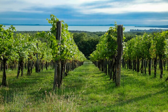 Ultimate Private Wine & Beer Tasting
