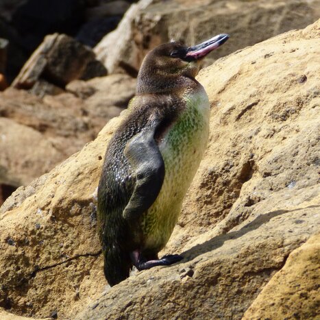 Isabela Island: Tagus Cove