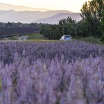 Drive through the lavender-growing region of Plateau de Valensole in the Verdon 