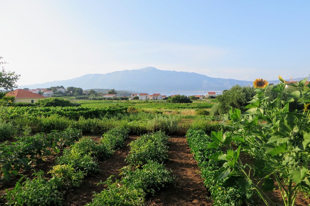 Grk grapes grow in the Lumbarda region