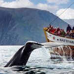 Minke whales are the most common spottings, but might also see humpbacks, sei, and blue whales (photo courtesy of North Sailing)