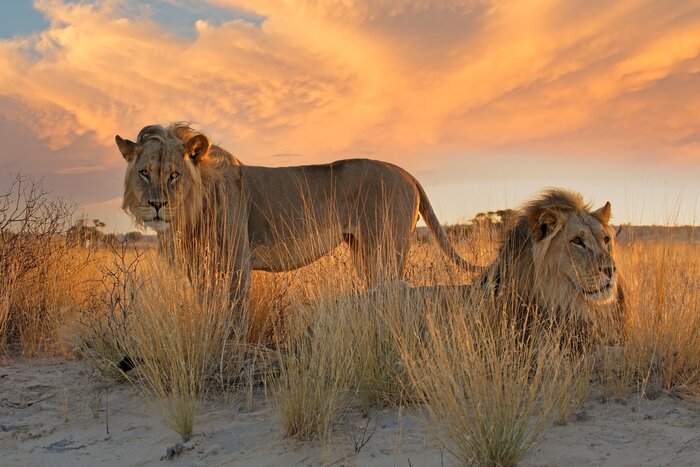 You'll have plenty of chances to spot lions in Palmwag and Etosha