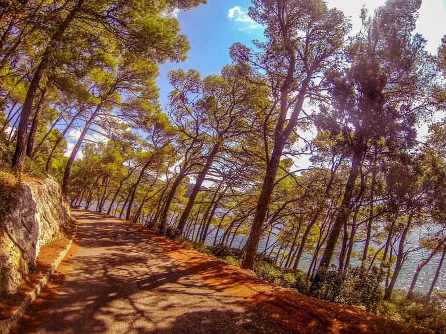 Mljet road in Pine trees shade around the lakes