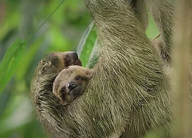 Sloth Observation Tour - Morning or Afternoon