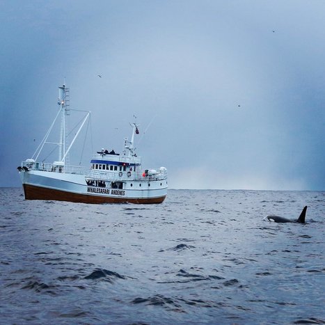 Summer Whale Watching in Andenes